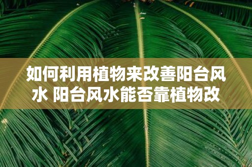 如何利用植物来改善阳台风水 阳台风水能否靠植物改善