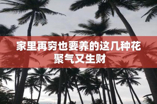 家里再穷也要养的这几种花 聚气又生财
