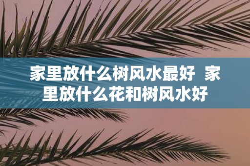 家里放什么树风水最好 家里放什么花和树风水好