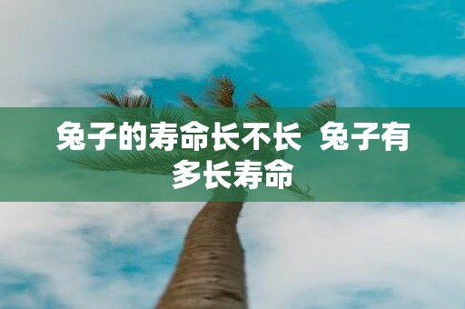 兔子的寿命长不长  兔子有多长寿命
