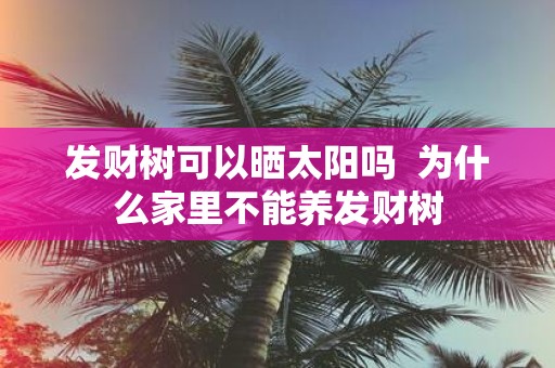 发财树可以晒太阳吗 为什么家里不能养发财树