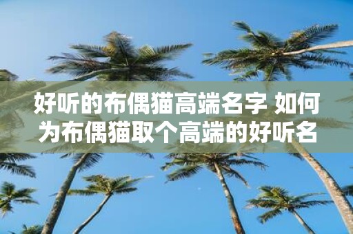 好听的布偶猫高端名字 如何为布偶猫取个高端的好听名字