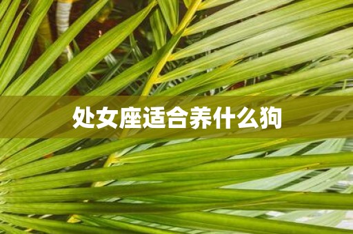 处女座适合养什么狗