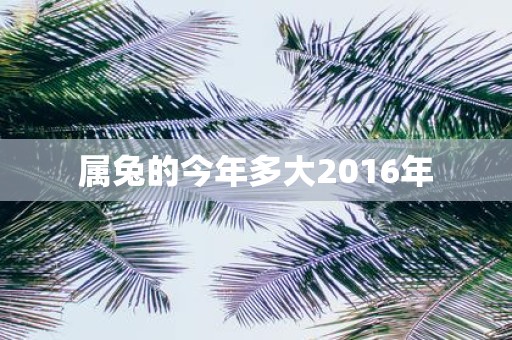 属兔的今年多大2016年