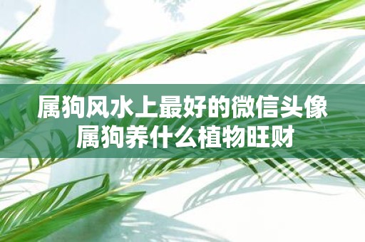 属狗风水上最好的微信头像 属狗养什么植物旺财