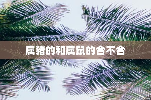 属猪的和属鼠的合不合