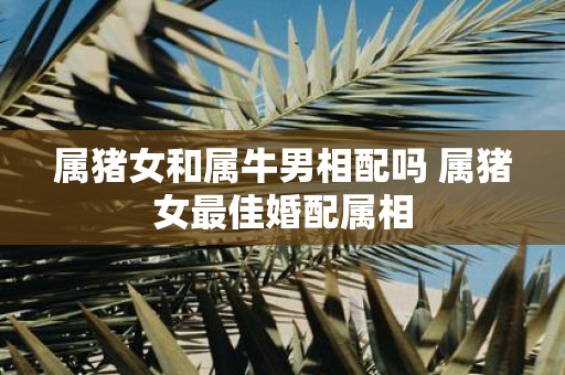 属猪女和属牛男相配吗 属猪女最佳婚配属相