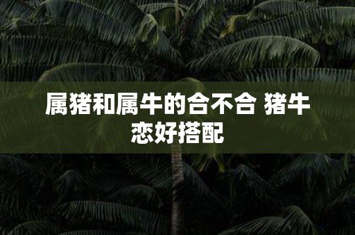 属猪和属牛的合不合 猪牛恋好搭配