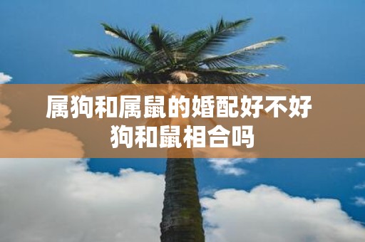 属狗和属鼠的婚配好不好 狗和鼠相合吗