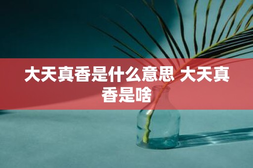 大天真香是什么意思 大天真香是啥