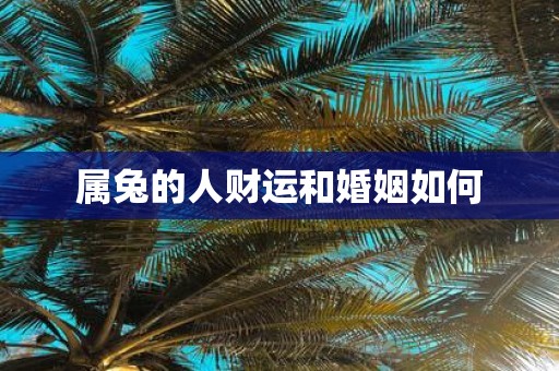 属兔的人财运和婚姻如何
