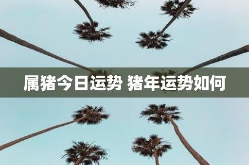 属猪今日运势 猪年运势如何