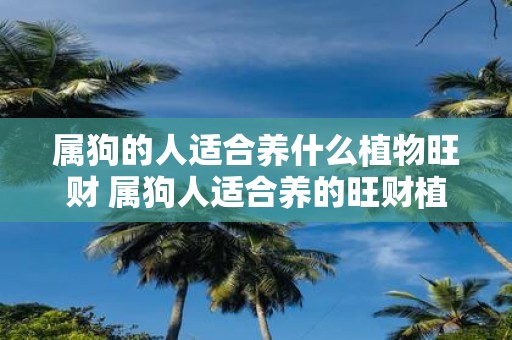 属狗的人适合养什么植物旺财 属狗人适合养的旺财植物
