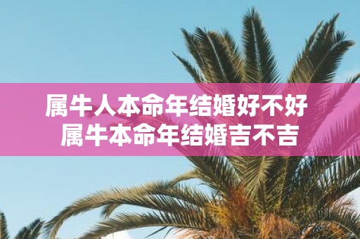 属牛人本命年结婚好不好 属牛本命年结婚吉不吉