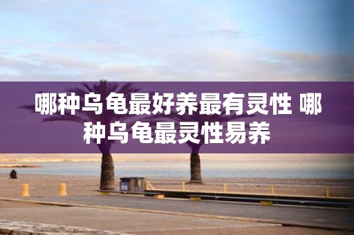 哪种乌龟最好养最有灵性 哪种乌龟最灵性易养