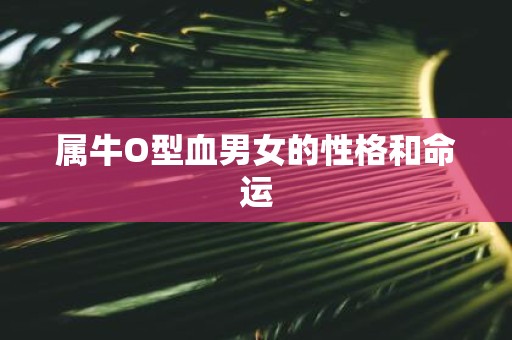 属牛O型血男女的性格和命运
