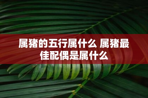 属猪的五行属什么 属猪最佳配偶是属什么