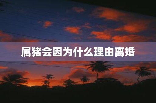属猪会因为什么理由离婚