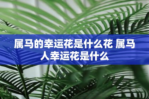 属马的幸运花是什么花 属马人幸运花是什么