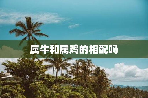 属牛和属鸡的相配吗