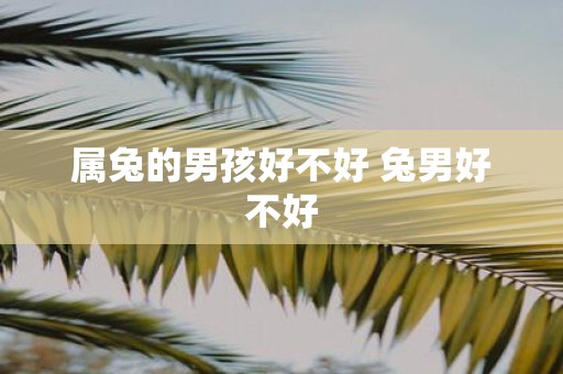 属兔的男孩好不好 兔男好不好