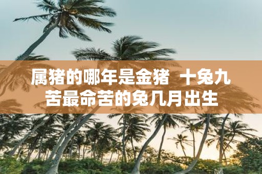 属猪的哪年是金猪 十兔九苦最命苦的兔几月出生