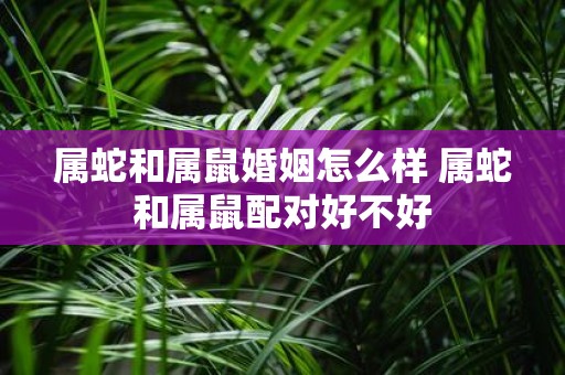 属蛇和属鼠婚姻怎么样 属蛇和属鼠配对好不好