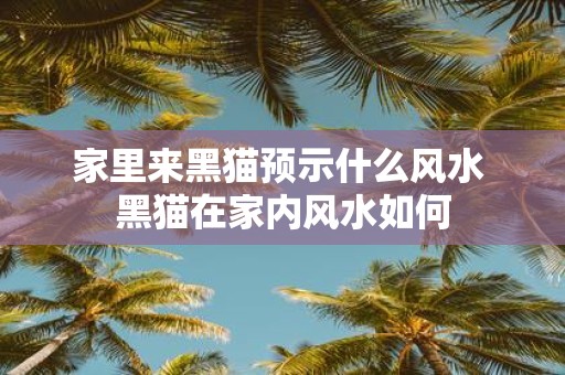 家里来黑猫预示什么风水 黑猫在家内风水如何