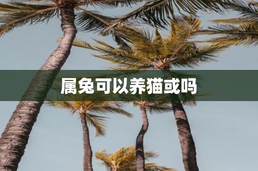 属兔可以养猫或吗