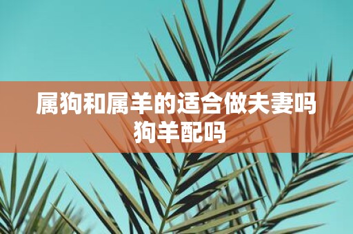 属狗和属羊的适合做夫妻吗 狗羊配吗