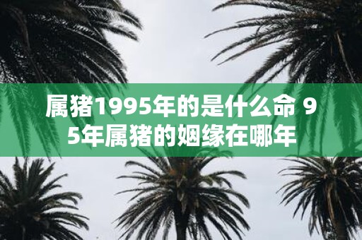 属猪1995年的是什么命 95年属猪的姻缘在哪年