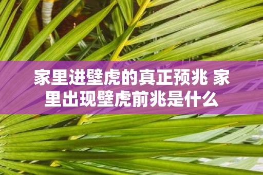 家里进壁虎的真正预兆 家里出现壁虎前兆是什么