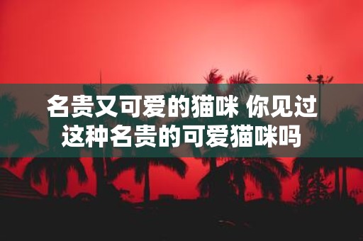名贵又可爱的猫咪 你见过这种名贵的可爱猫咪吗