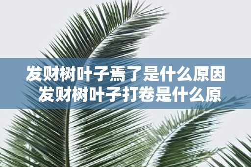 发财树叶子焉了是什么原因 发财树叶子打卷是什么原因