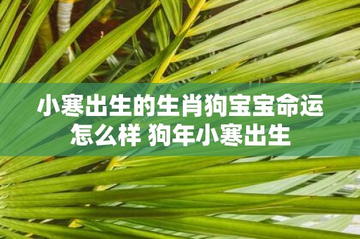 小寒出生的生肖狗宝宝命运怎么样 狗年小寒出生