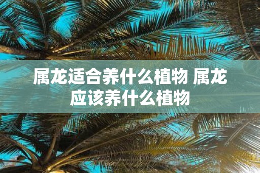 属龙适合养什么植物 属龙应该养什么植物