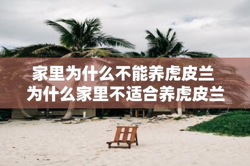 家里为什么不能养虎皮兰 为什么家里不适合养虎皮兰