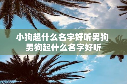 小狗起什么名字好听男狗 男狗起什么名字好听
