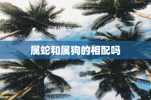 属蛇和属狗的相配吗
