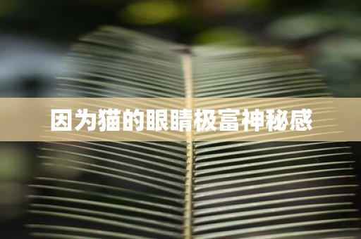 因为猫的眼睛极富神秘感