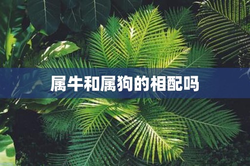 属牛和属狗的相配吗