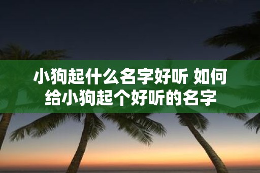 小狗起什么名字好听 如何给小狗起个好听的名字