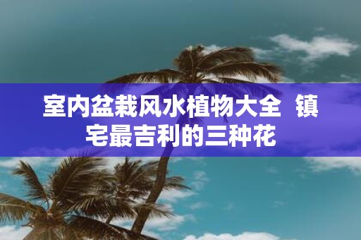 室内盆栽风水植物大全 镇宅最吉利的三种花
