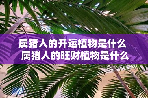 属猪人的开运植物是什么 属猪人的旺财植物是什么