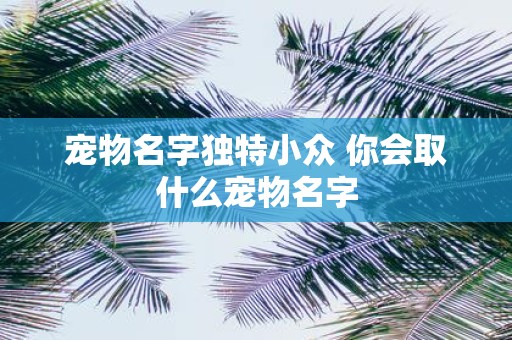 宠物名字独特小众 你会取什么宠物名字