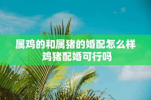 属鸡的和属猪的婚配怎么样 鸡猪配婚可行吗