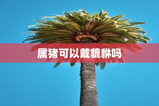 属猪可以戴貔貅吗
