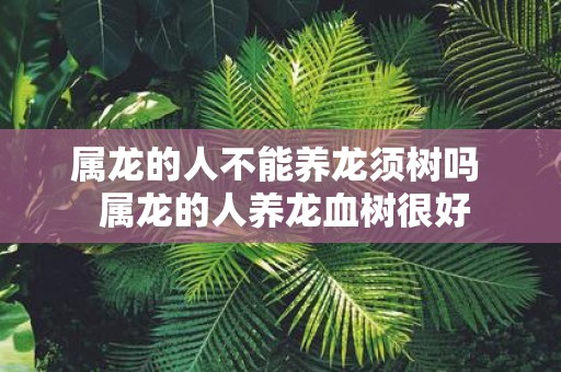 属龙的人不能养龙须树吗 属龙的人养龙血树很好