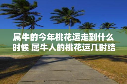 属牛的今年桃花运走到什么时候 属牛人的桃花运几时结束