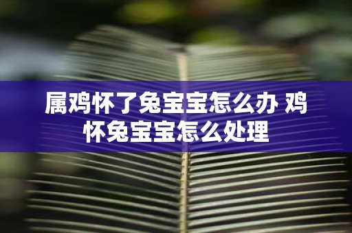 属鸡怀了兔宝宝怎么办 鸡怀兔宝宝怎么处理